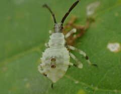 Anasa armigera