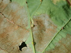 Neuroterus anthracinus