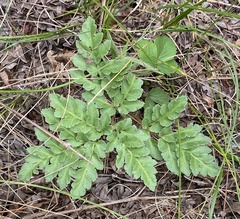 Sceptridium multifidum