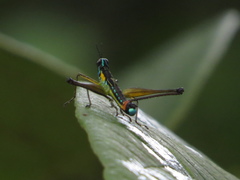 Paramastax duquei