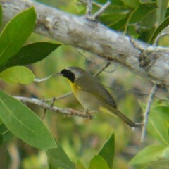 Geothlypis trichas trichas