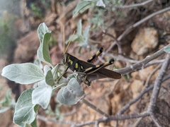 Schistocerca albolineata