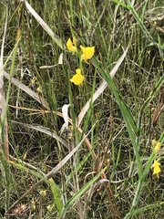 Utricularia juncea