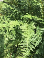 Athyrium