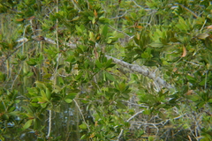 Geothlypis trichas trichas
