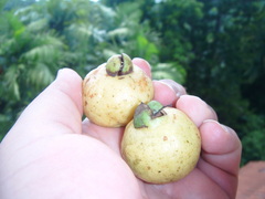 Psidium
