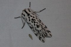 Hypercompe permaculata