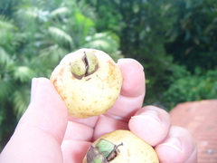 Psidium