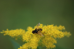 Eristalis transversa