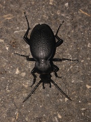 Carabus coriaceus