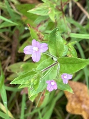 Epilobium ciliatum
