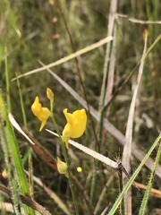 Utricularia juncea