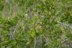 Geothlypis trichas trichas