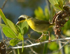 Geothlypis trichas trichas