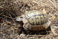 Testudo hermanni