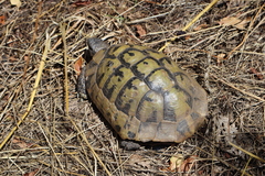 Testudo hermanni