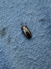 Microrhopala vittata