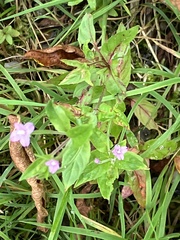 Epilobium ciliatum