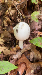 Amanita bisporigera