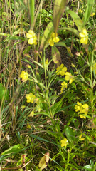 Lysimachia quadriflora