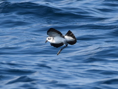 Pelagodroma marina