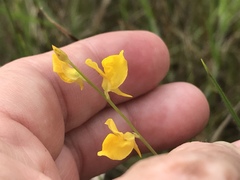 Utricularia juncea