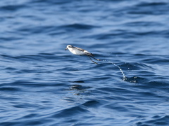 Pelagodroma marina