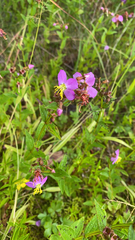 Rhexia virginica