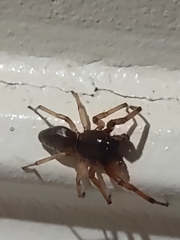 Trachelas tranquillus