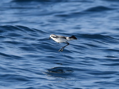 Pelagodroma marina