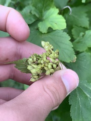 Physocarpus opulifolius