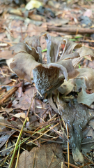 Craterellus fallax
