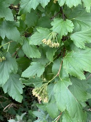 Physocarpus opulifolius