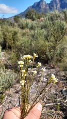 Lachnaea capitata