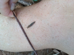 Megapallifera mutabilis