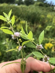 Mentha canadensis