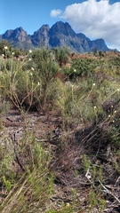 Lachnaea capitata