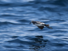 Pelagodroma marina