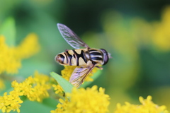 Helophilus fasciatus