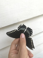 Papilio troilus