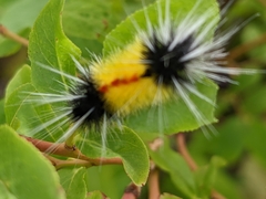 Lophocampa maculata