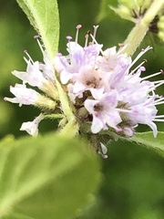 Mentha canadensis