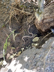 Crotalus atrox