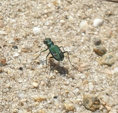 Cicindela purpurea
