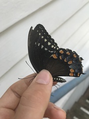 Papilio troilus