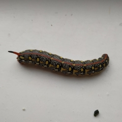 Hyles euphorbiae