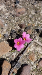 Moraea versicolor