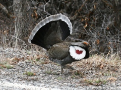 Dendragapus obscurus