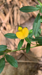 Stylosanthes biflora