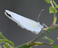 Leptidea duponcheli